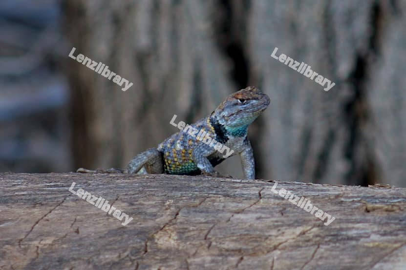 Blue Lizard